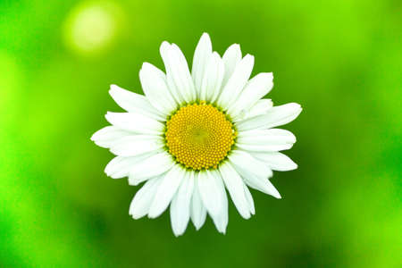 Chamomile on a green background growing in a fieldの写真素材