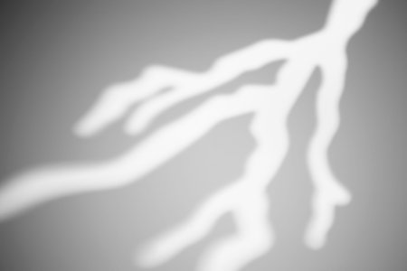 The shadow from a tree branch or lightning on a white wall in sunny weather with bright light....