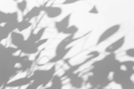 Shadow overlay effect for photo. Shadows from tree leaves and tropical branches on a white wall in...