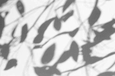 Shadow overlay effect for photo. Shadows from tree leaves and tropical branches on a white wall in...