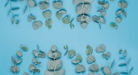 Eucalyptus leaves background. Leaves and branches of eucalyptus plants on a blue clean background....
