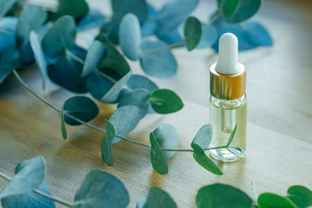 Eucalyptus oil in glass bottles. Cosmetics and aromatherapy based on eucalyptus essential oilの写真素材