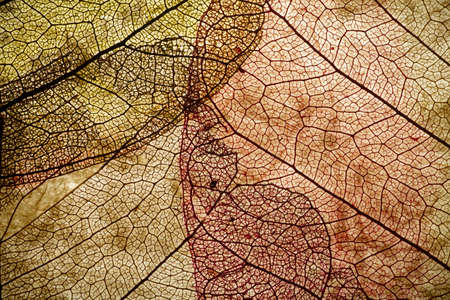 Leaves close up background. Dry in old leaves with a micro pattern on a light, decorative background. Nature, botany, biology and science concept.の写真素材