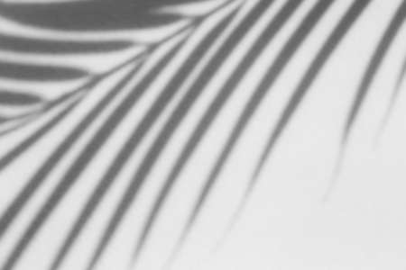 Shadow overlay effect for photo. Shadows from tree leaves palm and tropical branches on a white wall in sunlight..の写真素材