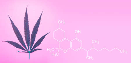 Cannabis marijuana leaves on a minimal pink banner background. Medical marijuana hemp and products from it.の写真素材