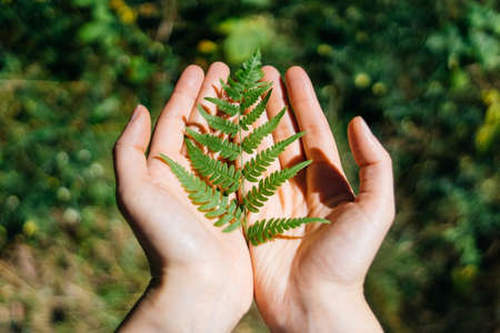 Fern on a womans palm. Fern leaf with plant texture and pattern. Ecology and health concept.の写真素材