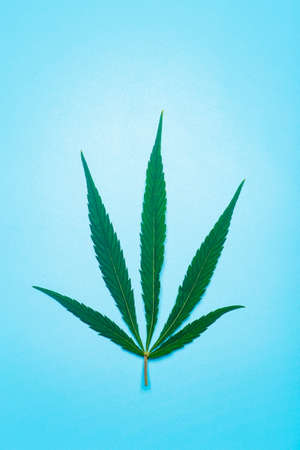 Cannabis marijuana leaves on a minimal blue background. Medical marijuana hemp and products from it.の写真素材