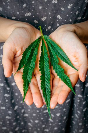 Cannabis marijuana leaves in female hands. Medical marijuana hemp and products with cannabidiol CBDの写真素材