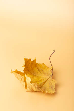 Autumn minimal art dream. Fall maple leaf on a colored minimal background.の写真素材