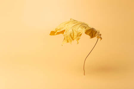 Autumn minimal art dream. Fall maple leaf on a colored minimal background.の写真素材