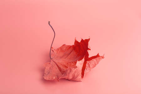 Autumn minimal art dream. Fall maple leaf on a colored minimal background.の写真素材