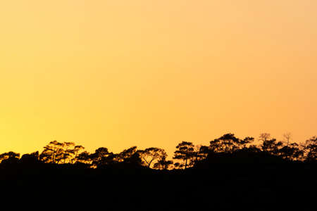 Silhouette of the sea coast at sunset with trees. Summer sunset on the coastの写真素材