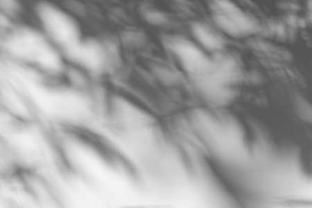 Shadow overlay effect. Blur shadows of plants and tree leaves on a white clean wall.の写真素材