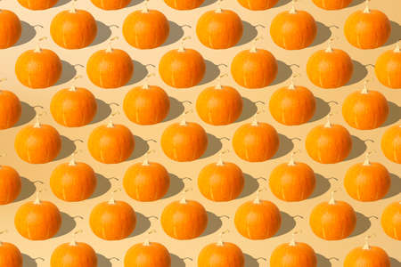 Pumpkin minimal concept. Autumn pumpkin on an empty colored background. Thanksgiving and halloween conceptの写真素材