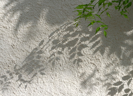 Shadows from a plant on a white textured wall on a sunny summer day