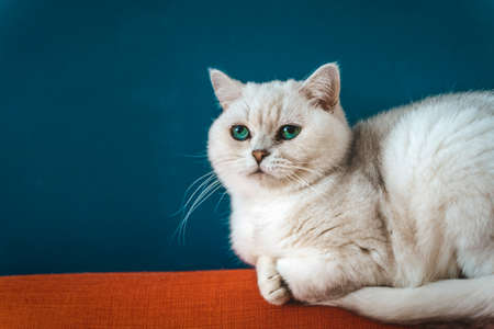 The cat is in the chair. A white British cat lies and rests on a large armchair in a cozy living room against a blue wall.の写真素材