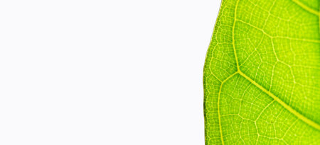 Green leaf macro background. Closeup texture and pattern of organic plant. Selected focus. Nature,...