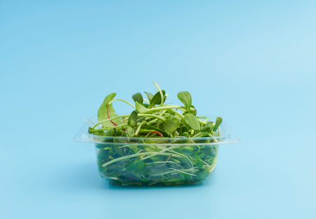 Sunflower shoots and sprouts in a plastic box on an empty background isolate. Green microgreen salad...