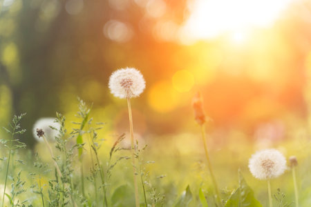 Summer field of dandelions and green grass under the warm evening sun. Nature, meadow, tranquility...