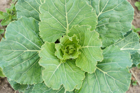 Young ornamental cabbage grows in a farmers garden. Fresh vegetables, farming concept.