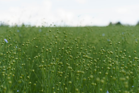 Flax field in summer. Flowering flax plant on a farmers field in summer