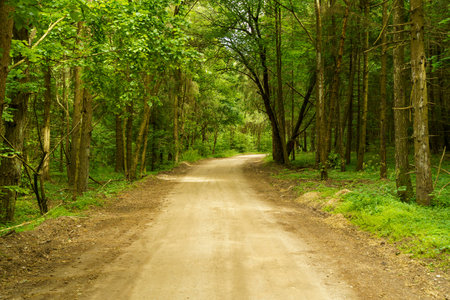 Dirt road in the forest. Path in the green light summer forest. Travel, nature, adventure concept.の写真素材