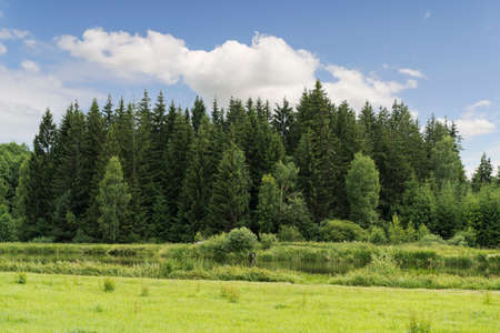 Green forest tree background. Summer landscape with fir forest, clearing and sunny sky.の写真素材