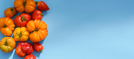 Autumn harvest food background. Organic farm vegetables on minimal blue backdrop. Fresh ripe red yellow tomatoes various shapes, varieties and colors. Fall, agriculture, farming concept.の写真素材