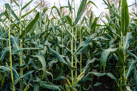 Corn in the field. Agricultural farm field with corn harvest in summer and autumn. Agriculture,...