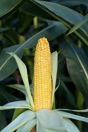 Corn in the field. Agricultural farm field with corn harvest in summer and autumn. Agriculture,...