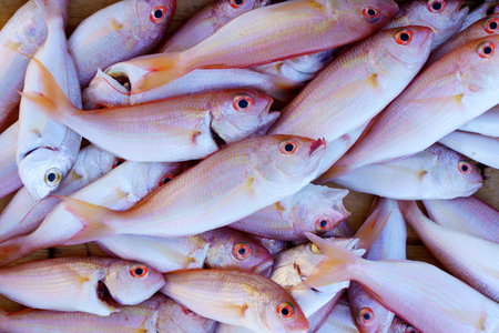Sea fish on the market in the mediterranean sea. Catch Fresh ocean and sea fish for food and commercial sale.の写真素材