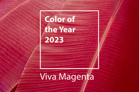 Color of the year 2023 background. Magenta new trend color on red purple palm leaf background.の写真素材