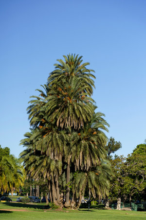 Palm landscape background. Tropical palm trees with leaves in the thickets of jungles against the background of the summer sunny blue sky. Nature, vacation, relaxation concept.の写真素材