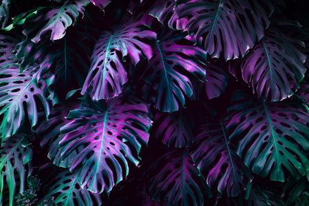 Jungle wall background. Green tropical palm leaves with monstera foliage forest.の写真素材