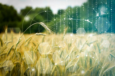 Agricultural technologies on the farm. Wheat field with holographic data and technology. Agricultural development, cultivation modernization concept. High quality photoの写真素材