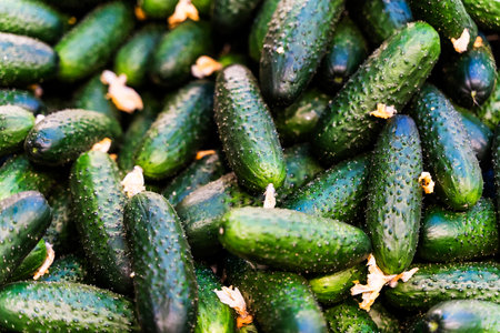 Cucumbers harvest on the supermarket counter. Farm cucumbers in boxes on a market display.の写真素材