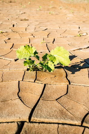 Cracked dry earth background. Heat, drought, climate change concept.の写真素材