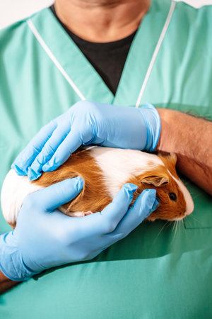 Veterinarian doctor holding pet guinea pig in clinic on empty white background. Veterinary and pet treatmentの写真素材