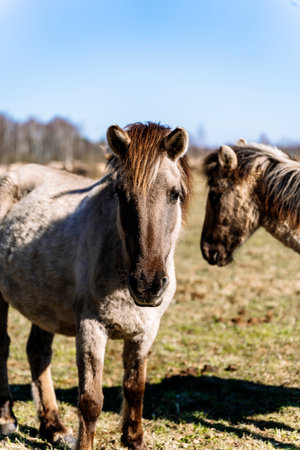 Rebred Tarpan Horses Running Wild in the Naliboki Forestの写真素材