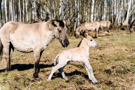 Rebred Tarpan Horses Running Wild in the Naliboki Forestの写真素材