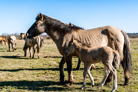 Rebred Tarpan Horses Running Wild in the Naliboki Forestの写真素材
