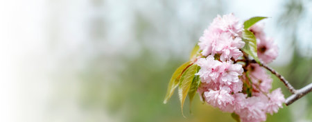 Cherry sakura blossoms branch banner backgroundの写真素材
