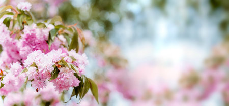 Cherry sakura blossoms branch banner background