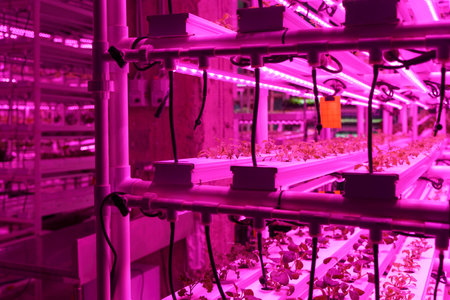 Agriculture greenhouse. Hydroponic growth technology farm garden. Innovation farming and sustainable cultivation concept.の写真素材