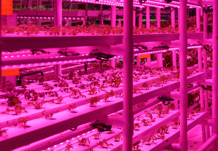 Agriculture greenhouse. Hydroponic growth technology farm garden. Innovation farming and sustainable cultivation concept.の写真素材