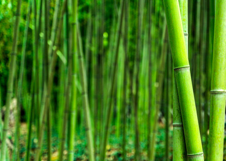 Bamboo forest background. Green thickets of bamboo plant in Asiaの写真素材