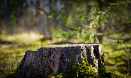 Table wood stomp podium in nature forest background. Place for Product displayの写真素材