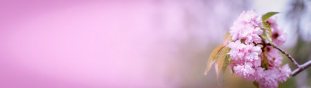 Cherry sakura blossoms branch banner backgroundの写真素材