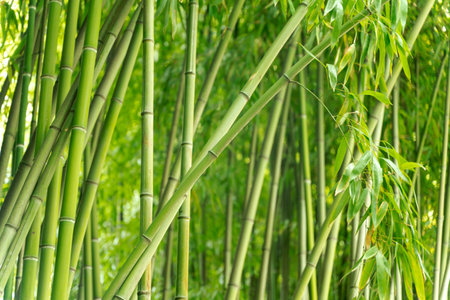 Bamboo forest background. Green thickets of bamboo plant in Asiaの写真素材