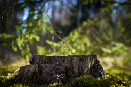 Table wood stomp podium in nature forest background. Place for Product displayの写真素材